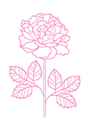 Rose Hydrolate